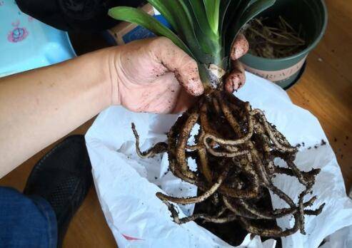 君子兰换盆后多久浇水晒太阳