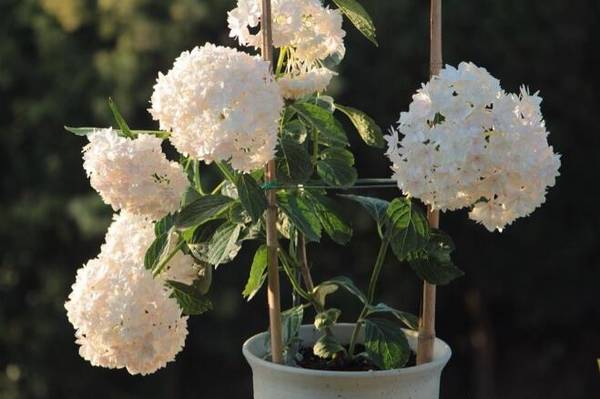 北方盆栽绣球花过冬养护技巧