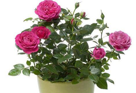 玫瑰花换盆后的养护技巧