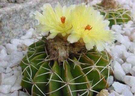 养仙人球什么时候施肥?用什么肥料好