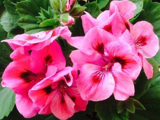 蝴蝶梅掐尖时间及操作方法