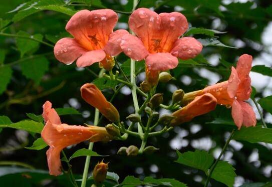 凌霄花盆栽要用多大的盆种