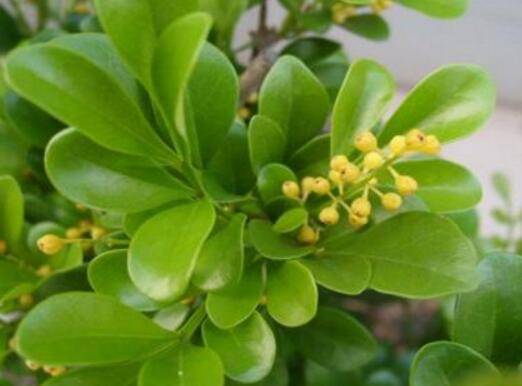 米兰花的修剪时间和方法介绍