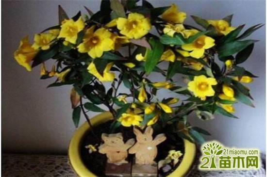 盆栽法国香水要怎么养