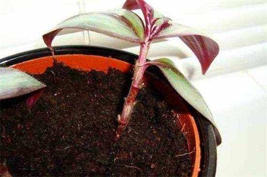 阿司匹林怎么养花?巧用阿司匹林养花方法