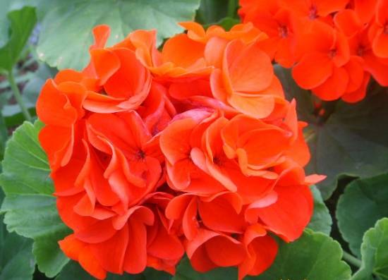 美丽动人的天竺葵 春季盆花出室养护要点