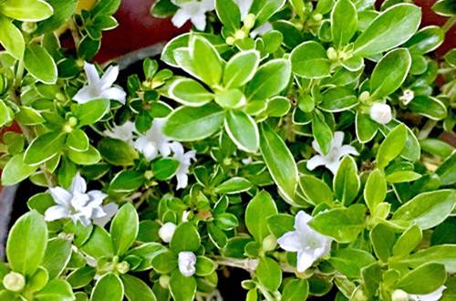 1598344489986718.jpg 六月雪的正确浇水方法和注意事项