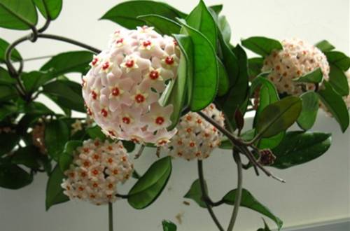 1516174936131802.jpg 球兰开花期的浇水方法