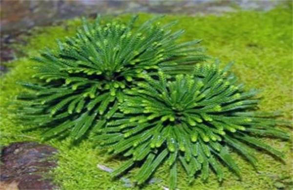 九死还魂草怎么养 关键养殖方法介绍