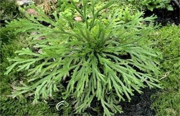 九死还魂草怎么养 关键养殖方法介绍