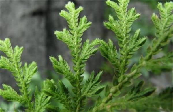 九死还魂草怎么养 关键养殖方法介绍