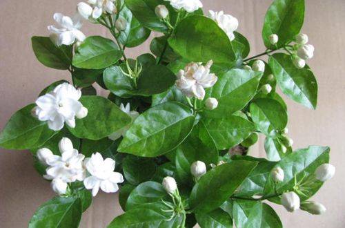 1477283220116026.jpg 盆栽茉莉花的施肥方法