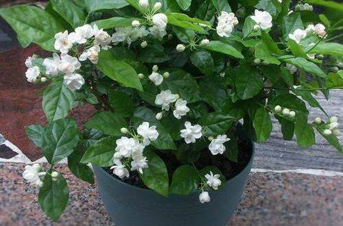 1477283243120489.jpg 盆栽茉莉花的施肥方法