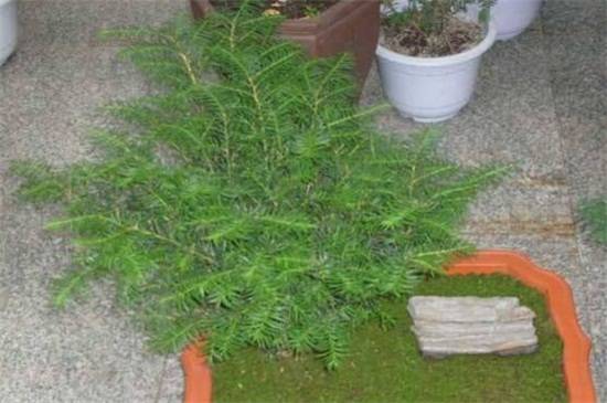 如何判断红豆杉死亡,4种鉴定方法介绍