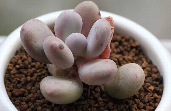 桃美人的养殖方法