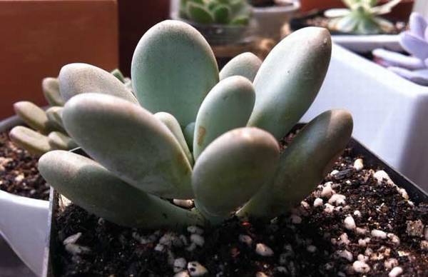 桃美人的养殖方法