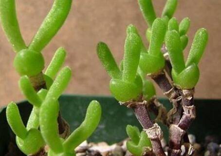 枝干番杏多肉怎么养的四季养护方法