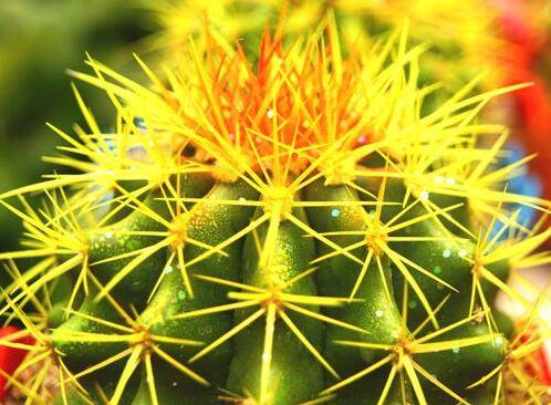 金琥仙人球就盆栽养殖要点