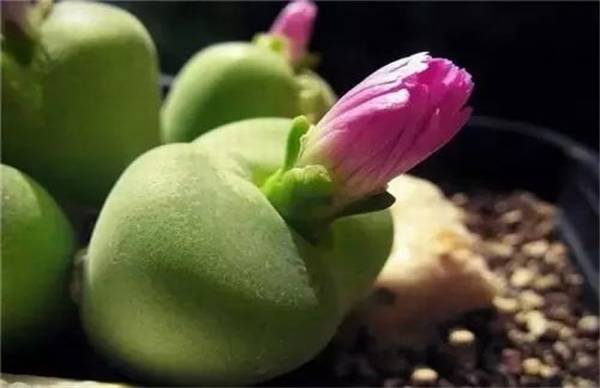 多肉开花的正确处理解决方法