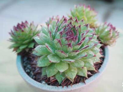 刚刚扦插的观音莲要浇水吗 如何正确养护