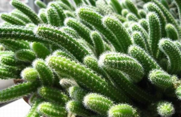 养好仙人指的养殖方法和注意事项