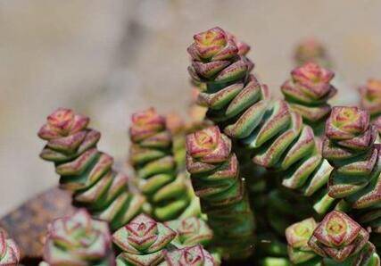 养好钱串的浇水方法