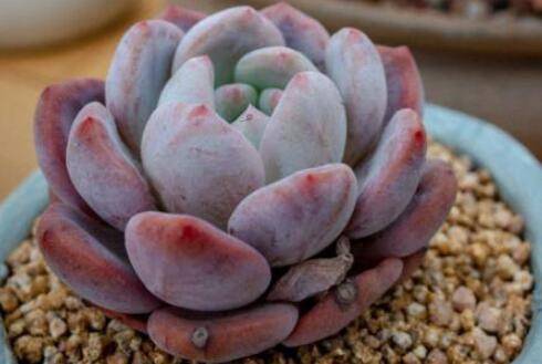 刚种植的多肉能淋雨吗