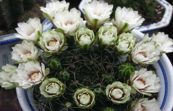 绯红玉开花的养护方法