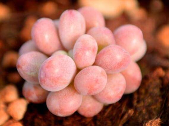 多肉桃蛋快速生长养护方法