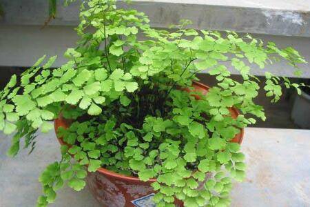 使铁线蕨四季常青的日常养护诀窍