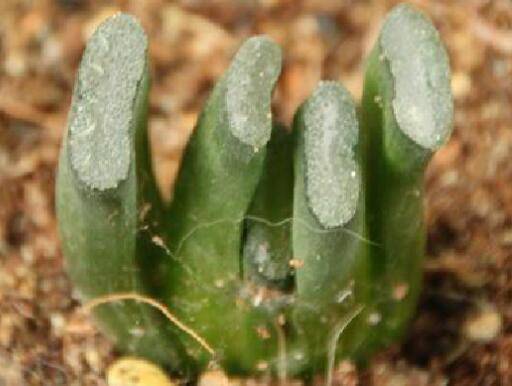 多肉万象可以闷养吗