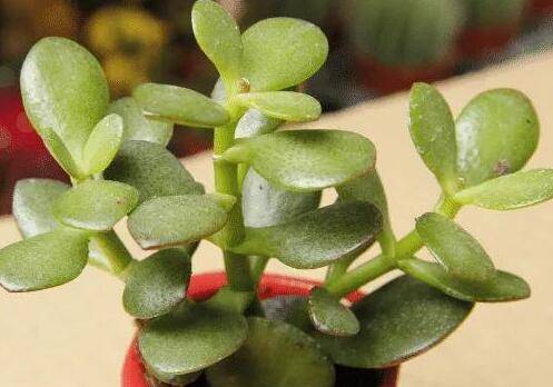 养好燕子掌要注意的七大养护问题