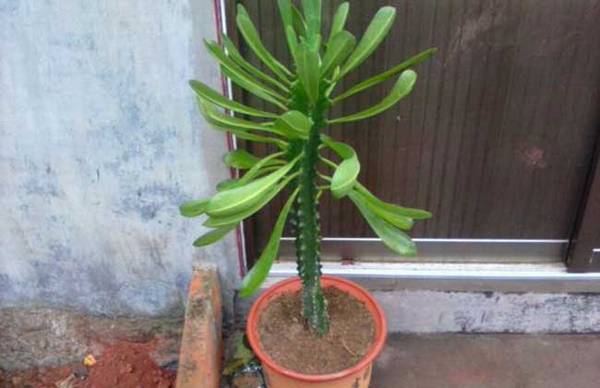 盆栽霸王鞭怎么养殖