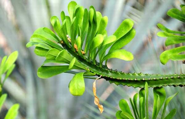 盆栽霸王鞭怎么养殖