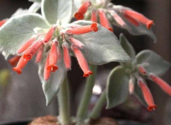 多肉月宴(断崖女王)的养殖方法