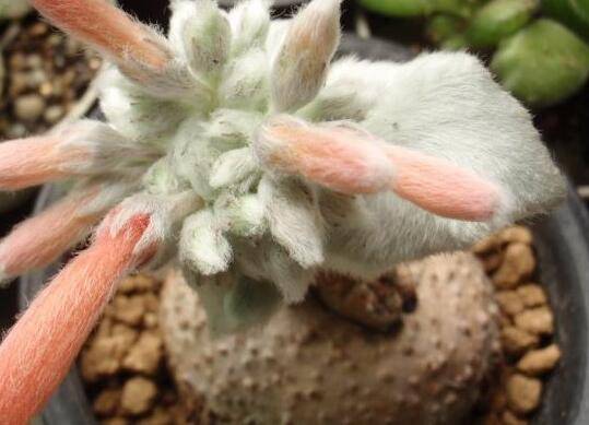 多肉月宴(断崖女王)的养殖方法