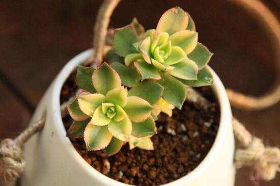 艳日辉爆盆怎么养护?掌握4个要点轻松爆盆