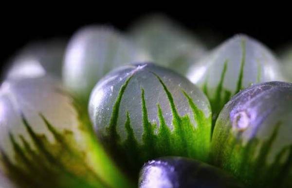 养殖冰灯玉露要注意哪些问题?一株完美冰灯玉露养护秘诀