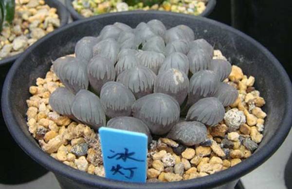 养殖冰灯玉露要注意哪些问题?一株完美冰灯玉露养护秘诀