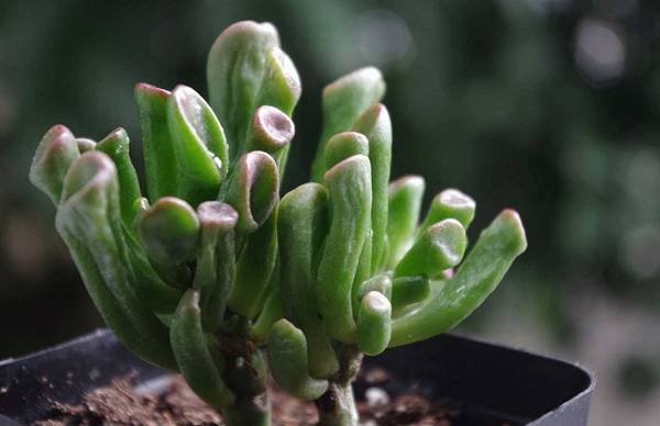 筒叶花月怎么养殖 关键养护技巧注意