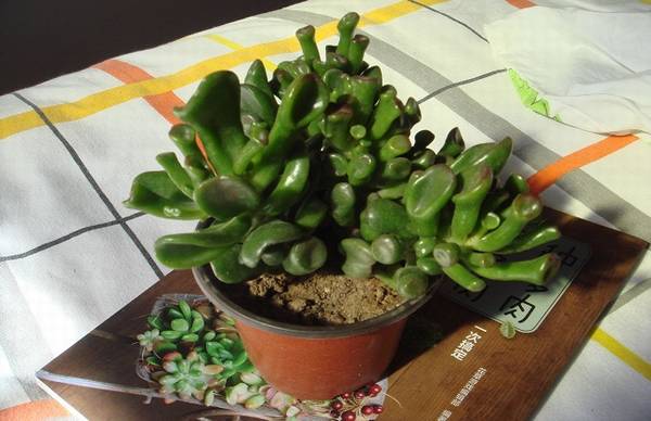 筒叶花月怎么养殖 关键养护技巧注意