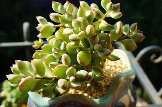 达摩福娘怎么养?达摩福娘的养殖方法及注意事项