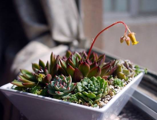 多肉花剑 多肉花剑是什么?多肉的花剑需要剪掉吗