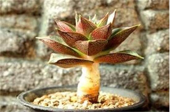 多肉大和锦怎么养才好看