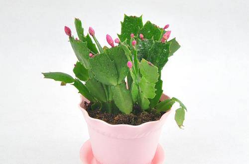 1553923670476576.jpg 春季蟹爪兰干瘪奄奄塌塌怎么办,原因及解决办法介绍