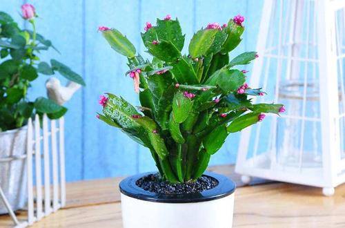 1553923683385263.jpg 春季蟹爪兰干瘪奄奄塌塌怎么办,原因及解决办法介绍