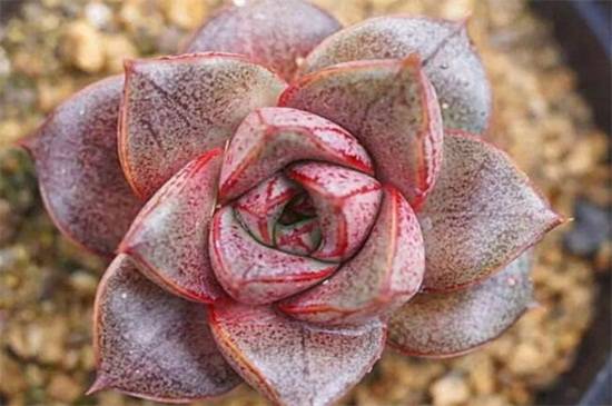 大和锦的养殖方法和注意事项