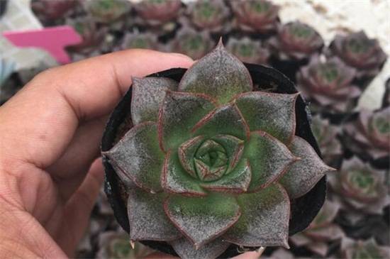 大和锦的养殖方法和注意事项