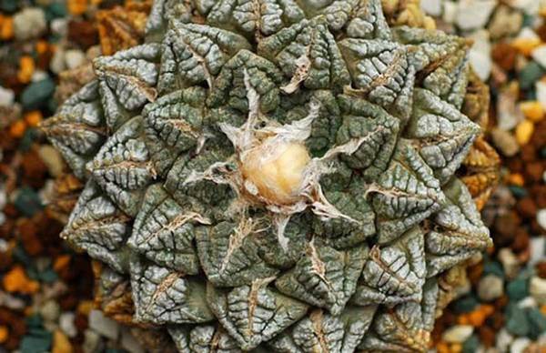 龟甲牡丹好养吗 龟甲牡丹的养殖方法