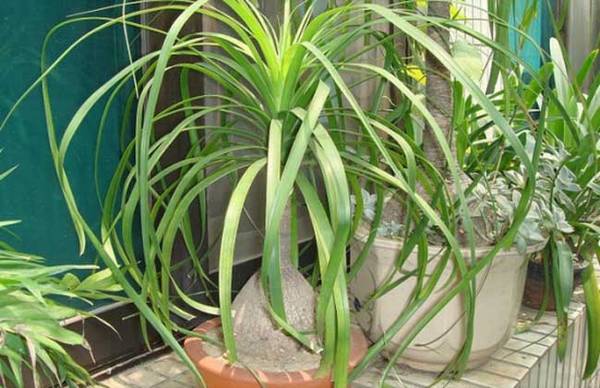 酒瓶兰怎么养好看 酒瓶兰的养殖方法